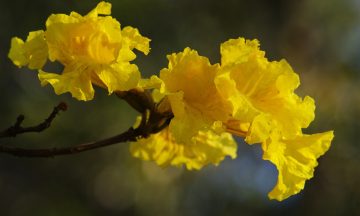 blood-red-yellow-5139548_1920