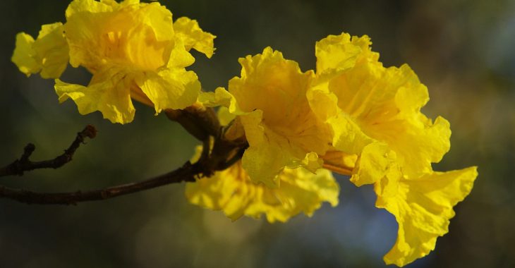 blood-red-yellow-5139548_1920