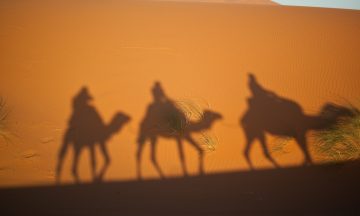 camels-g047eee316_1920