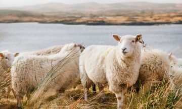 julian-schiemann-g-O9LQV51Qc-unsplash