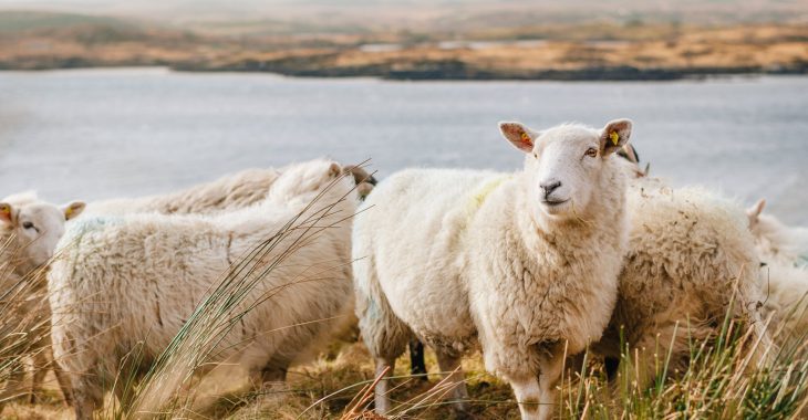 julian-schiemann-g-O9LQV51Qc-unsplash